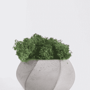 Button Fern